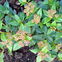 Viburnum tinus (Viburnum tinus (Laurustinus))