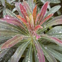 Euphorbia x martinii (Euphorbia x martinii)