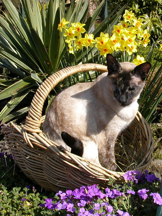 cat in a basket