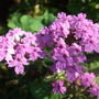 Verbena 'Seabrook's lavender' (Verbena)