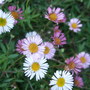 Erigeron aureus (Fleabane)
