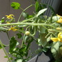 A grape tomato! A grape tomato! (I think). Thanks Greenthumb!