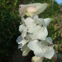 Penstemon 'Snowstorm' (Penstemon 'Snowstorm')