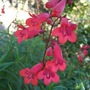Penstemon 'Geoff Hamilton' (Penstemon)