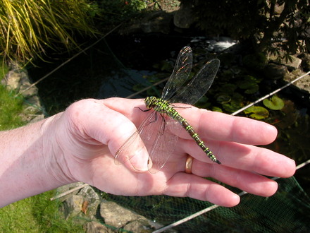 dragonfly landing on my hand