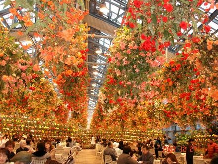Fancy a cup of tea under thousands of Begonias?