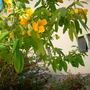 Cassia spendida - Golden Wonder Cassia (Cassia spendida - Golden Wonder Cassia)