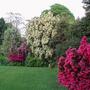 Part of the South Lawn at Moyclare, Liskeard (Rhododendron 'Winsome' and 'Amomyrtus apiculata')