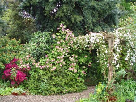 The Pergola by the pond at Moyclare Garden (Clematis montana 'Star' golden hop Humulus lupus 'Aureus'.)