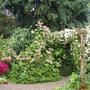 The Pergola by the pond at Moyclare Garden (Clematis montana 'Star' golden hop Humulus lupus 'Aureus'.)