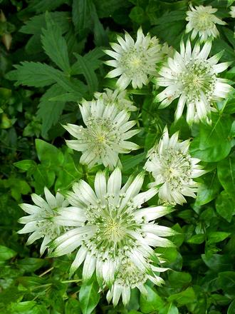 Astrantia major 'Moira Reid'  (Astrantia major 'Moira Reid')