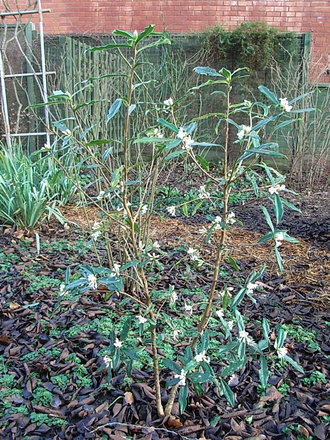 Daphne bholua 'Alba' 2 (Daphne bholua)