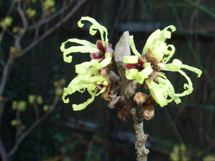 Hamamelis x intermedia 'Pallida' (Hamamelis x intermedia 'Pallida')