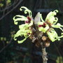 Hamamelis_x_intermedia__pallida__3