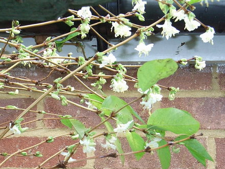 Lonicera x purpusii 'Winter Beauty' 2 (Lonicera x purpusii 'Winter Beauty')