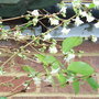 Lonicera_x_purpusii__winter_beauty__2