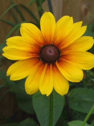 Black eyed susan  (Rudbeckia fulgida (Black-eyed Susan))