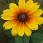 Rudbeckia fulgida (Black-eyed Susan)