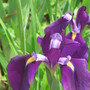 Iris japonica