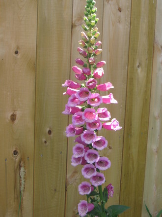 foxglove  (Digitalis purpurea (Common foxglove))