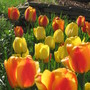 tulips garden 07