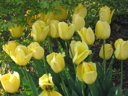 tulips garden 07