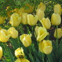 tulips garden 07