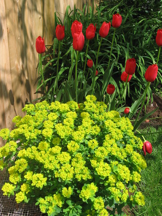 garden 07 (Euphorbia hyberna (Irish Spurge))
