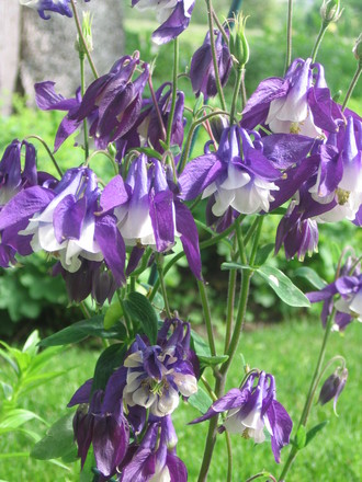 columbine  (aquilegia)