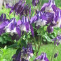 aquilegia