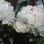 peony (Paeonia officinalis (Double Peony))