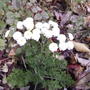 Feverfew, double variety (Tanacetum parthenium)