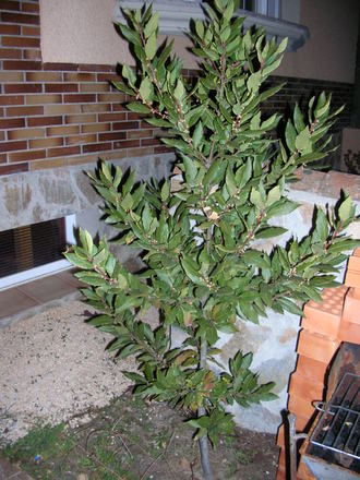LAUREL