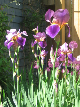 Bearded Iris (Iris germanica (Orris))