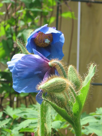 Himalayan Blue Poppy (Meconopsis betonicifolia (Himalayan blue poppy))