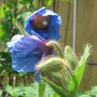 Himalayan Blue Poppy (Meconopsis betonicifolia (Himalayan blue poppy))