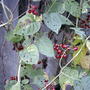 Nightshade berries (Solanum dulcamara (Bitter Nightshade))