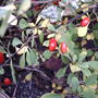 Barberry berries (Berberis thunbergii (Barberry))