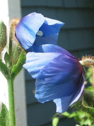 Himalayan Blue Poppy (Meconopsis betonicifolia (Himalayan blue poppy))