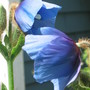Himalayan Blue Poppy (Meconopsis betonicifolia (Himalayan blue poppy))