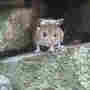 Woodmouse