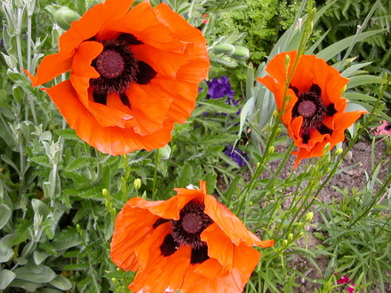 poppies