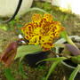 Ocimum_papilio