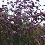 Verbena bonariensis (Verbena bonariensis)