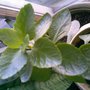 Image081.jpg
