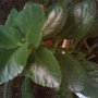 A garden flower photo
