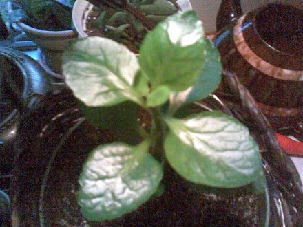 Image029_2_.jpg
