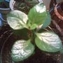 Image029_2_.jpg