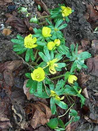 Eranthis hyemalis (Eranthis hyemalis)