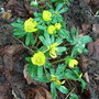 Eranthis hyemalis